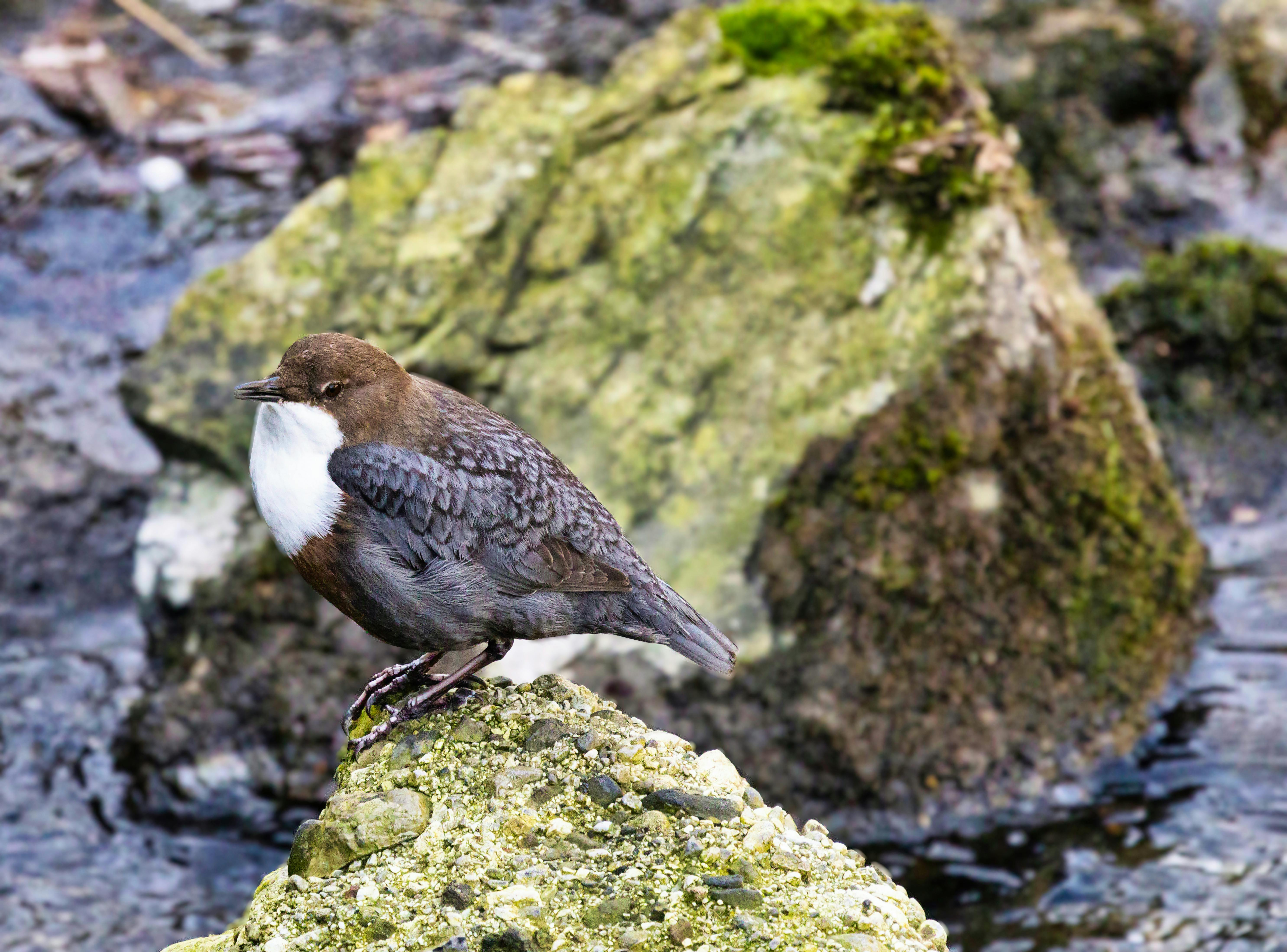 What Does a Whippoorwill Bird Sound Like? [Comprehensive Answer]