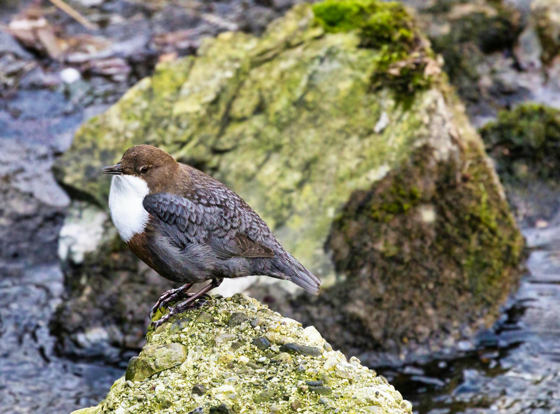 Free stock photo of animal, beak, beautiful