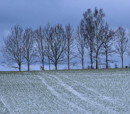 Trees and a Field Mildly Covered by Snow