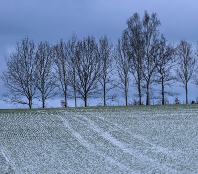 Serene winter scene with bare trees lining a snowy field under an overcast sky.