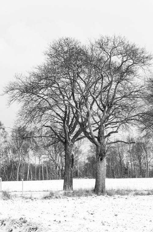 Imagine de stoc gratuită din alb-negru, arbori, fotografiere verticală