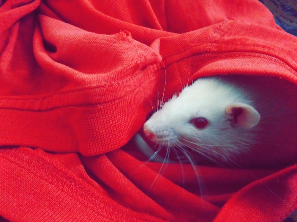 A close up image of a mouse hiding in a red cloth