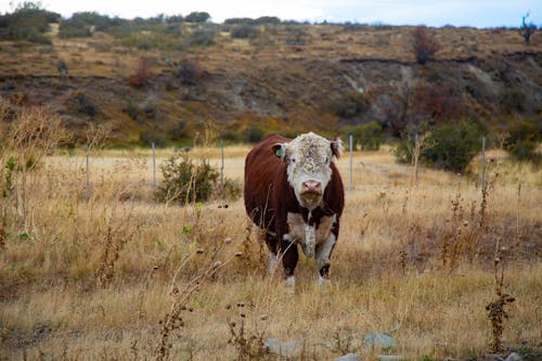 Foto profissional grátis de área, campina, criação de gado