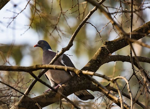 Close-Up Photo of Pigeon perched on Tree Branch