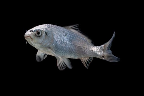 deniz yaşamı, duvar kağıdı, gümüş balık içeren Ücretsiz stok fotoğraf