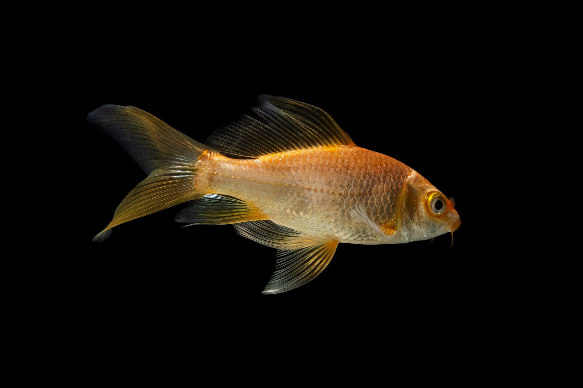 Detailed close-up of a single goldfish against a black background, highlighting its shiny scales.