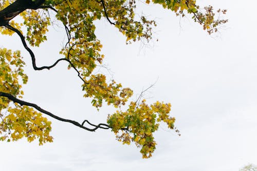 Foto profissional grátis de árvore de bordo, árvore do outono, cores de outono