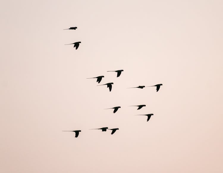 Birds Flying On Sky