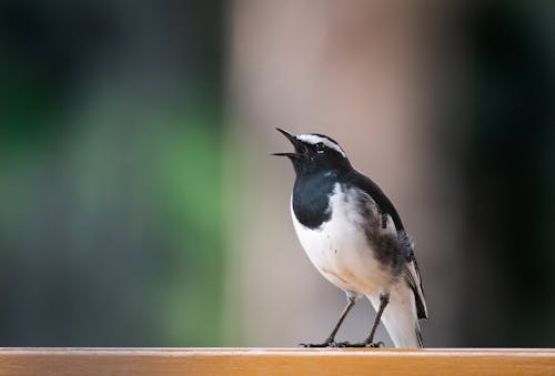 노래하는 새, 다채로운, 새의 무료 스톡 사진