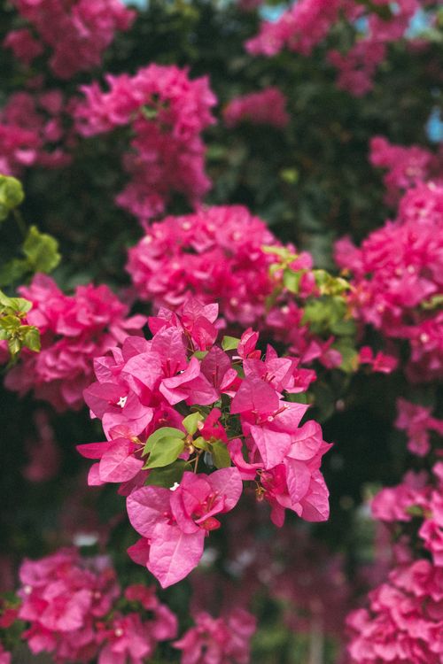 Free Lush pink bougainvillea flowers blooming in Alanya, Türkiye during spring. Stock Photo