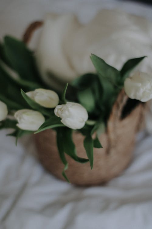 คลังภาพถ่ายฟรี ของ ดอกทิวลิปสีขาว, ดอกไม้, ดอกไม้สีขาว
