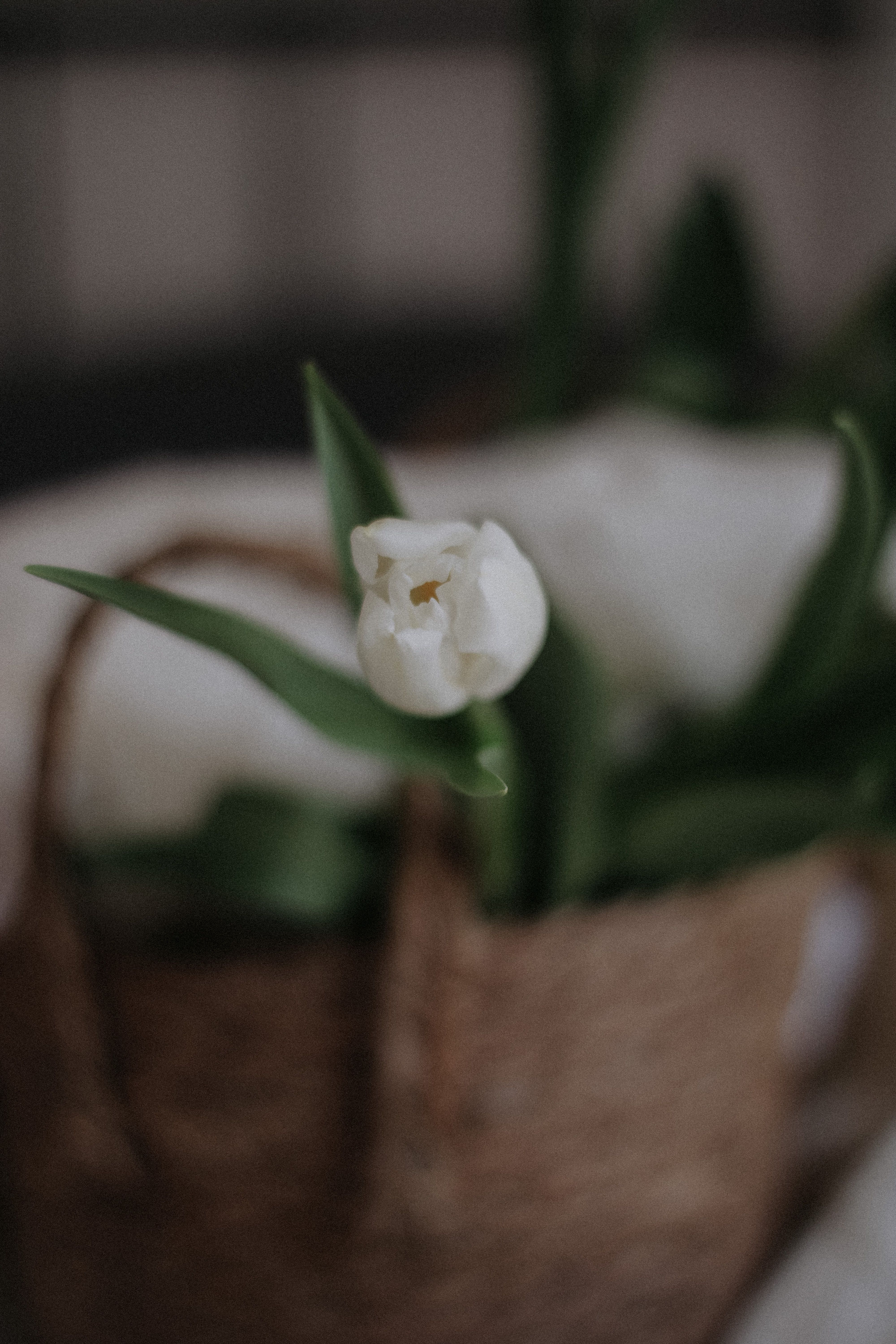 Close-Up Shot of a White Tulip · Free Stock Photo