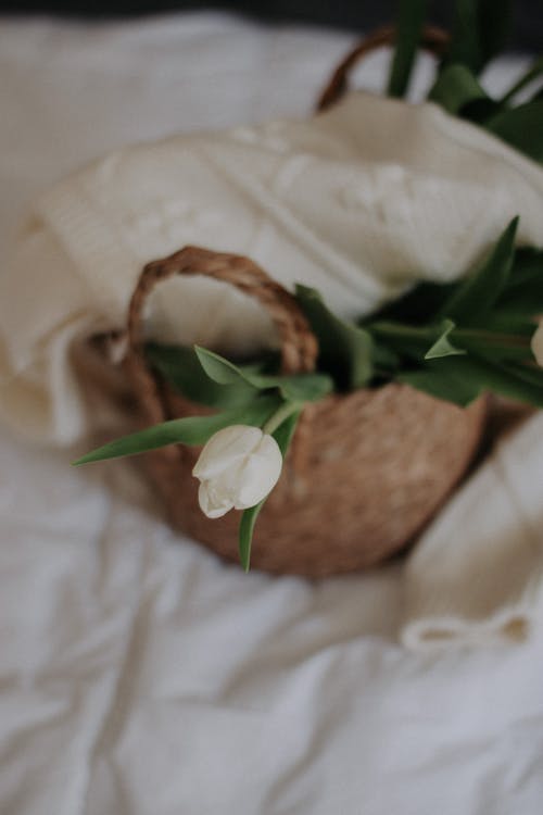 A White Tulip in a Woven Basket 