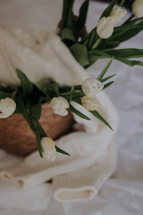 คลังภาพถ่ายฟรี ของ ดอกทิวลิป, ดอกทิวลิปสีขาว, ดอกไม้