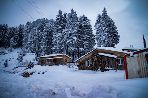 Wooden Cabins in a Forest in Mountains 