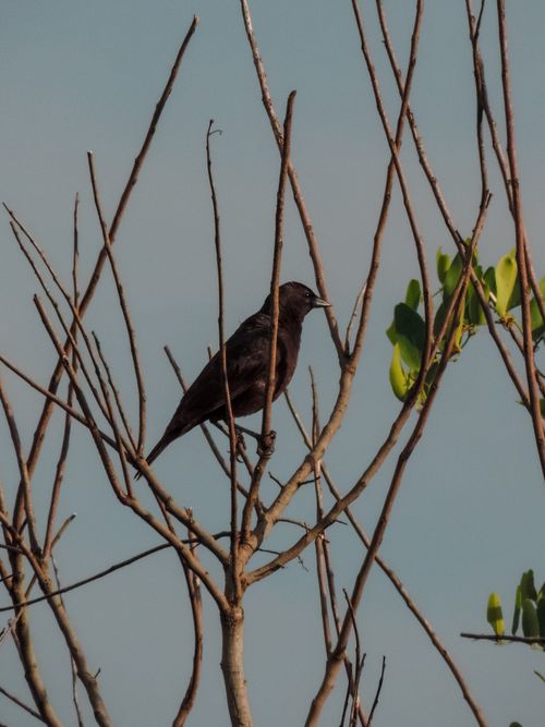 Free A black bird perches on bare tree branches against a clear sky, captured in Ponta Grossa, Brazil. Stock Photo