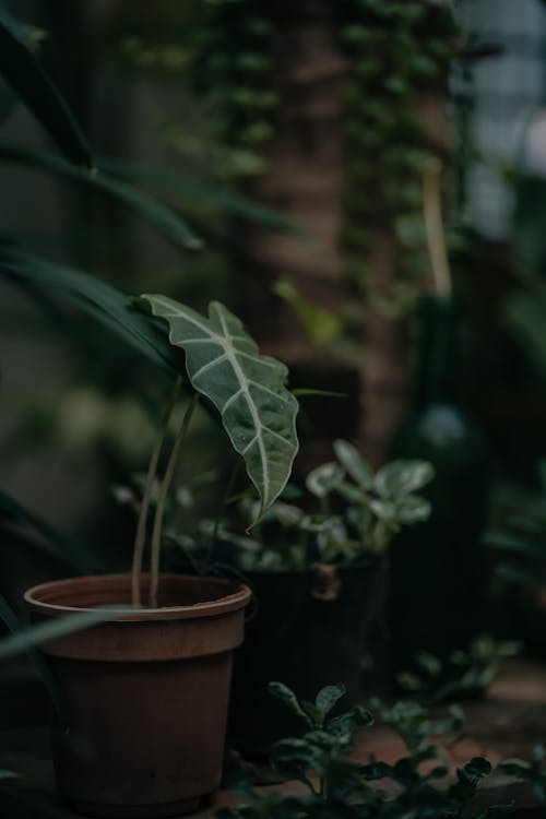 Plant in a Pot 