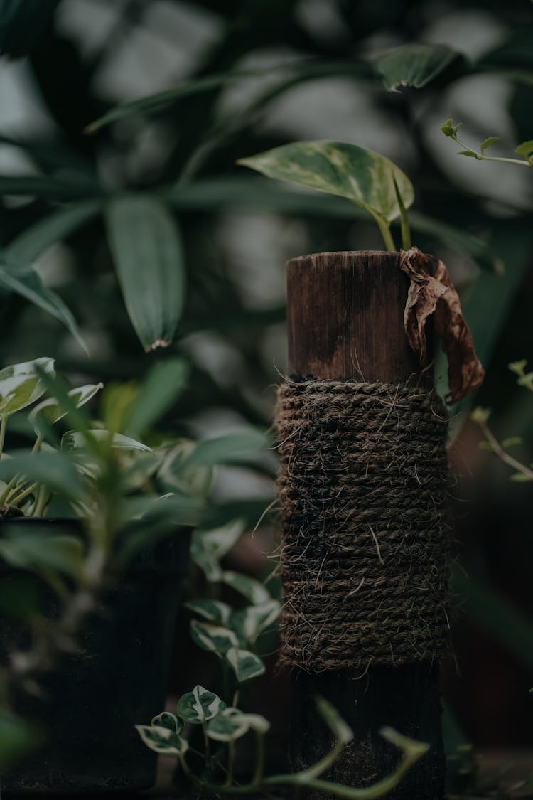 Rope On A Trunk Among Leaves 