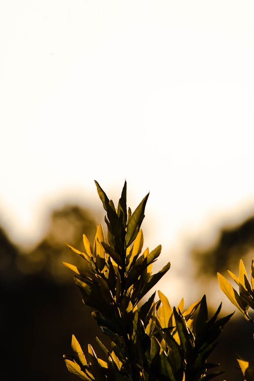 Close-up of Plant Growing Outdoors in Sunset