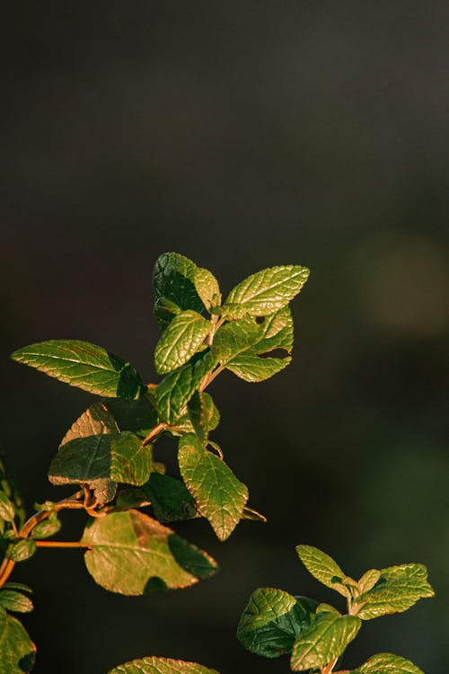 Leaves on Branch in Sunlight