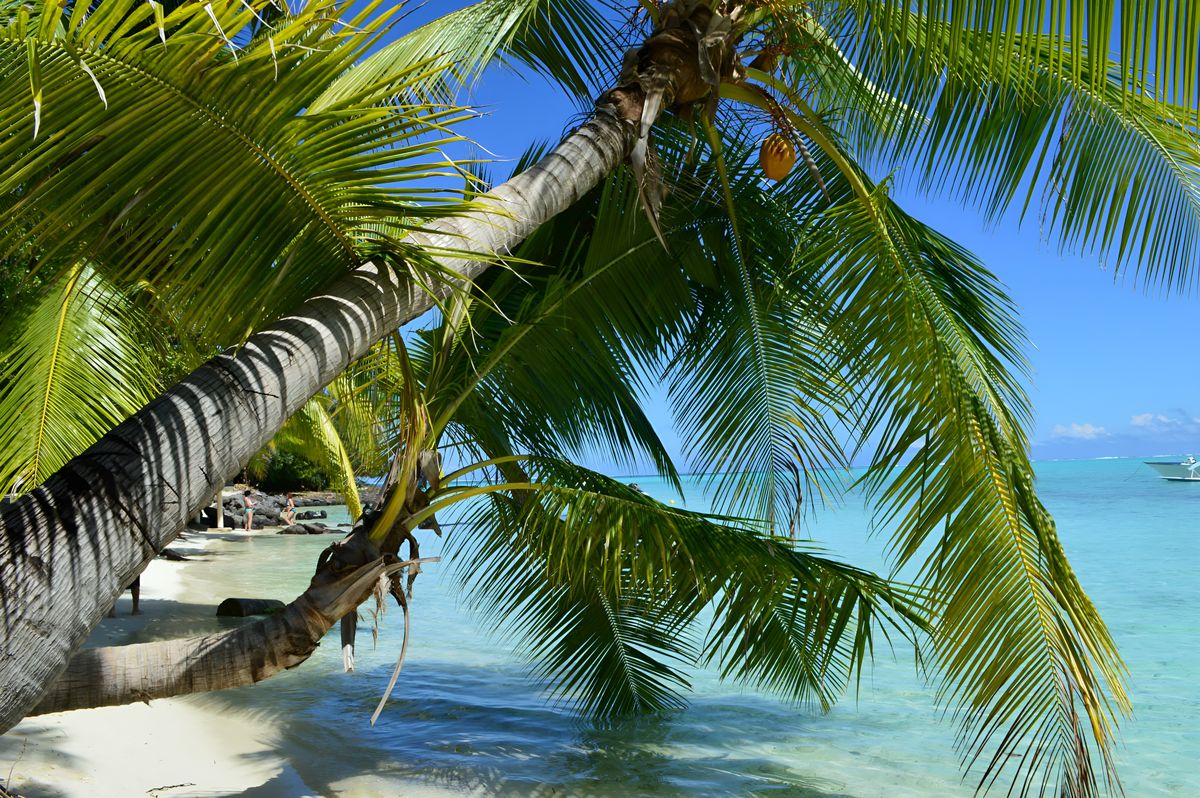 Palms and boats on the Bora Bora lagoon