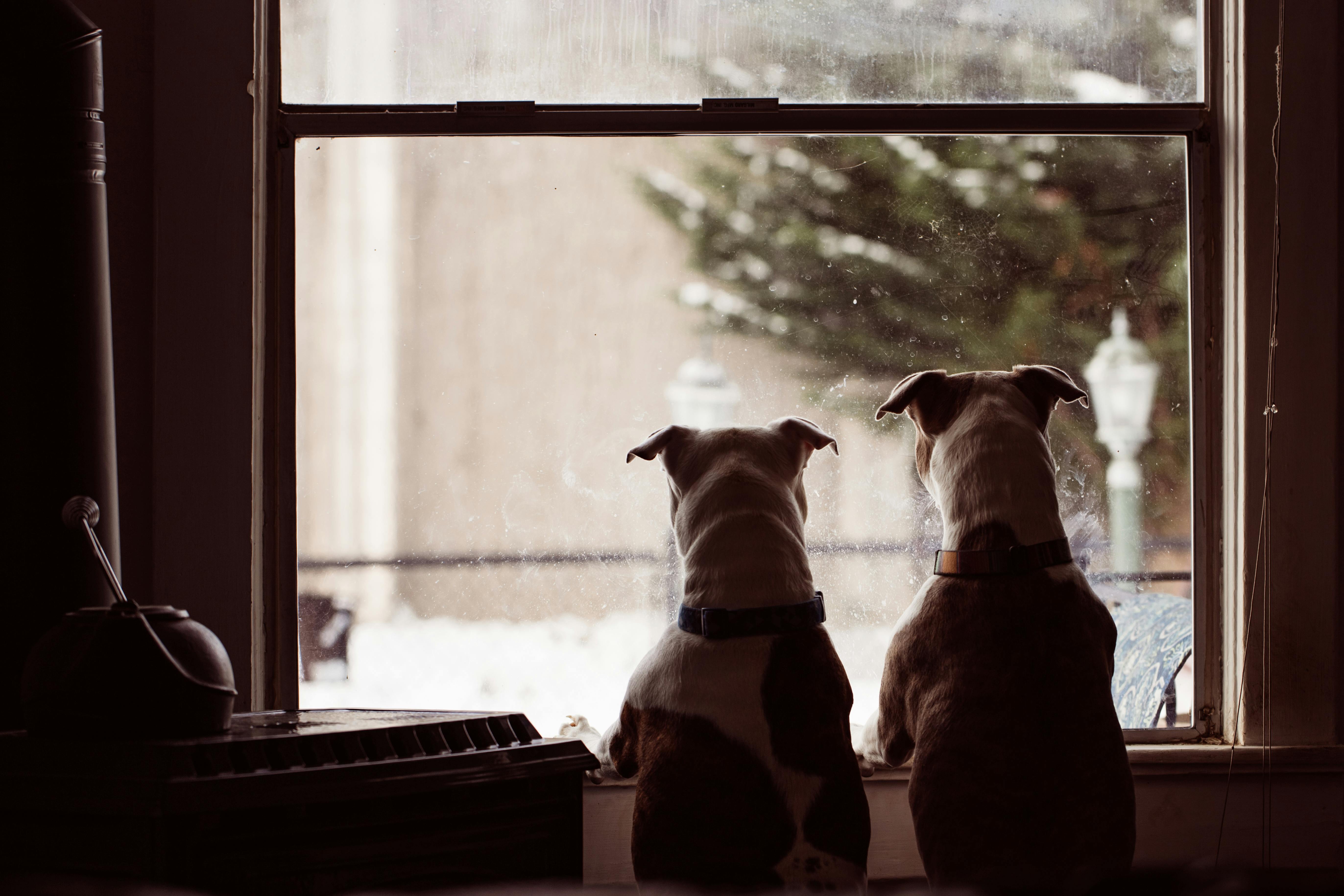 Cute Dogs Looking in Window · Free Stock Photo