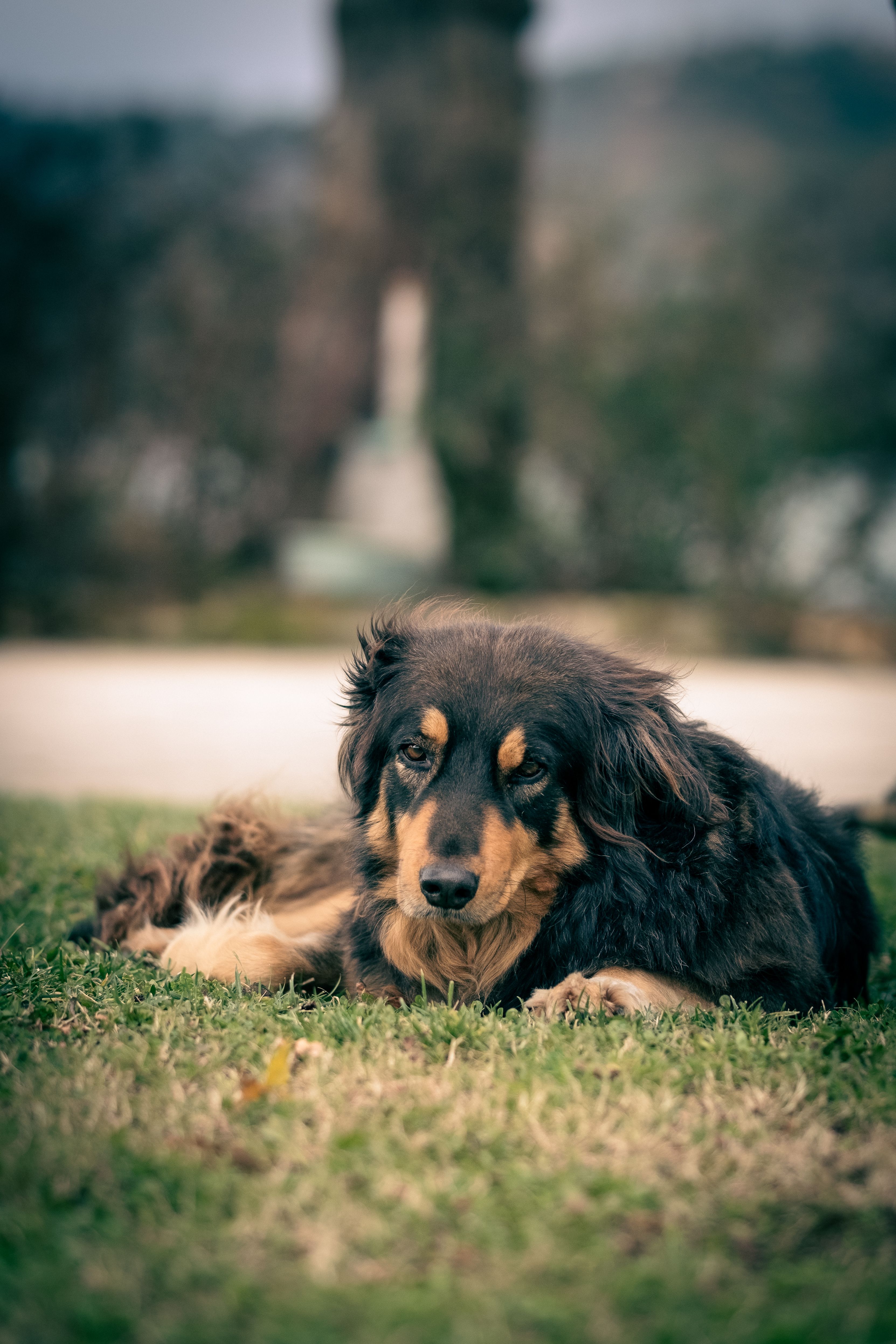 Adorable dog lying on grass in serene outdoor setting, capturing a peaceful moment.