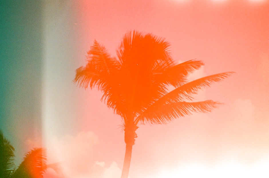 A dreamy photo of a palm tree with an analog light leak effect, evoking an exotic summer feel.