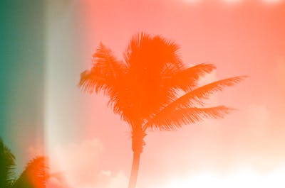 Palm Tree Collage Photos, Download The BEST Free Palm Tree Collage ...