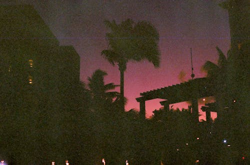 Silhouette of Palms During Sunset 