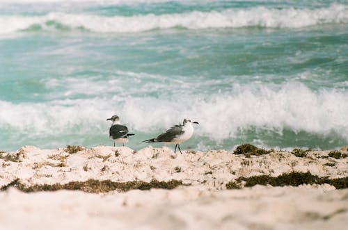 Seagulls on Sea Shore