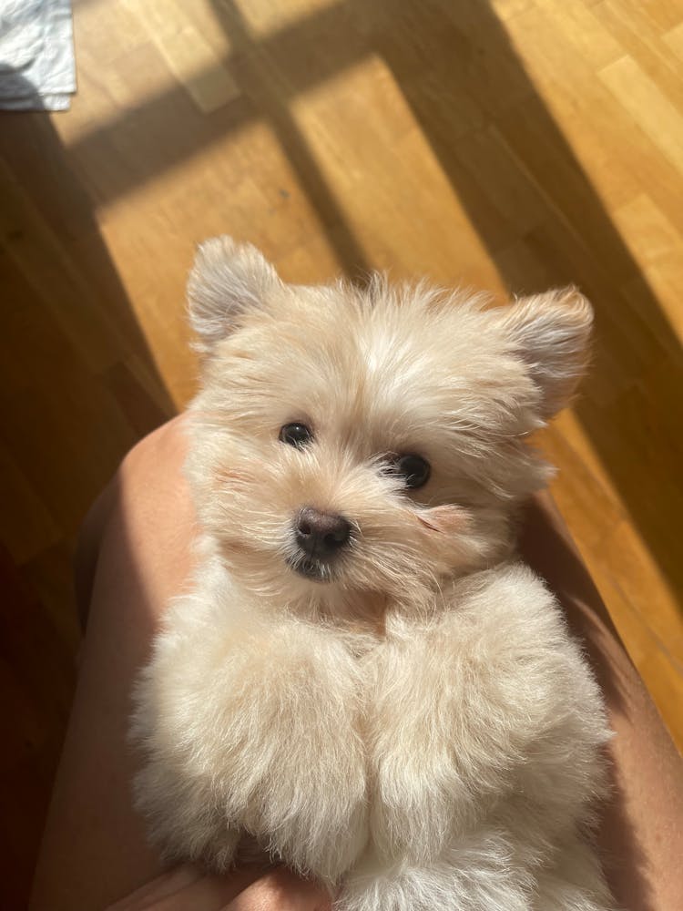 Cute Dog Lying On A Person's Lap