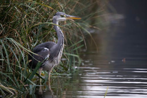 Close-Up Shot of a Grey Heron in the Water
