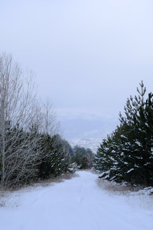 Snow-Covered Footpath between Alpine Trees