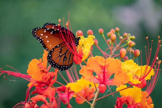 Mariposa monarca