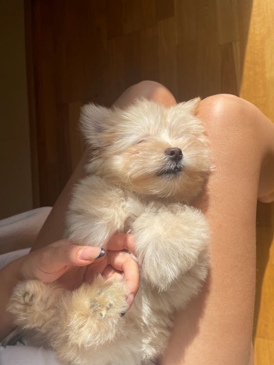 Free Puppy Sleeping on Owner's Lap Stock Photo