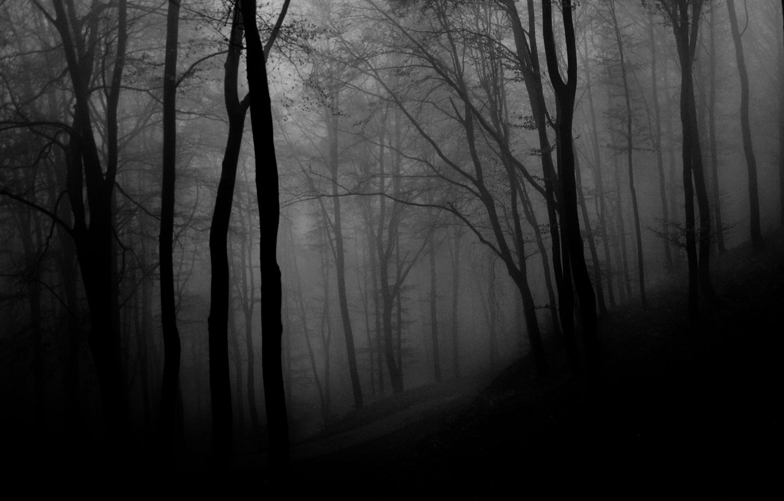 Dark spooky forest filled with fog