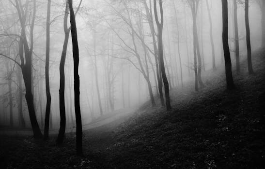 Misty forest landscape with eerie atmosphere captured in black and white.