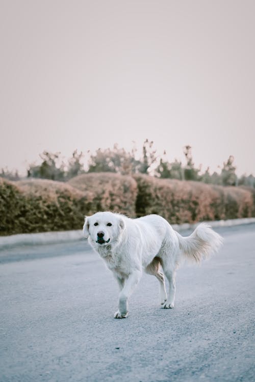 Gratis arkivbilde med dyrefotografering, gå, hvit hund