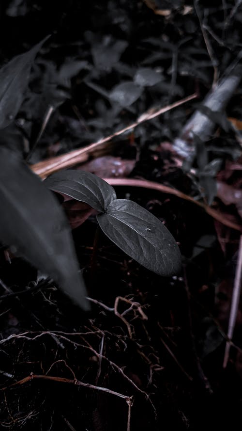 Kostenloses Stock Foto zu grün, natur, schwarz