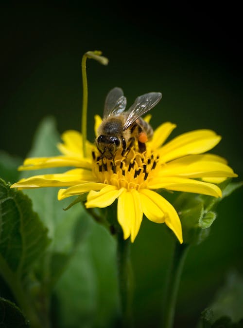 Gratis arkivbilde med bie, blomst, gul