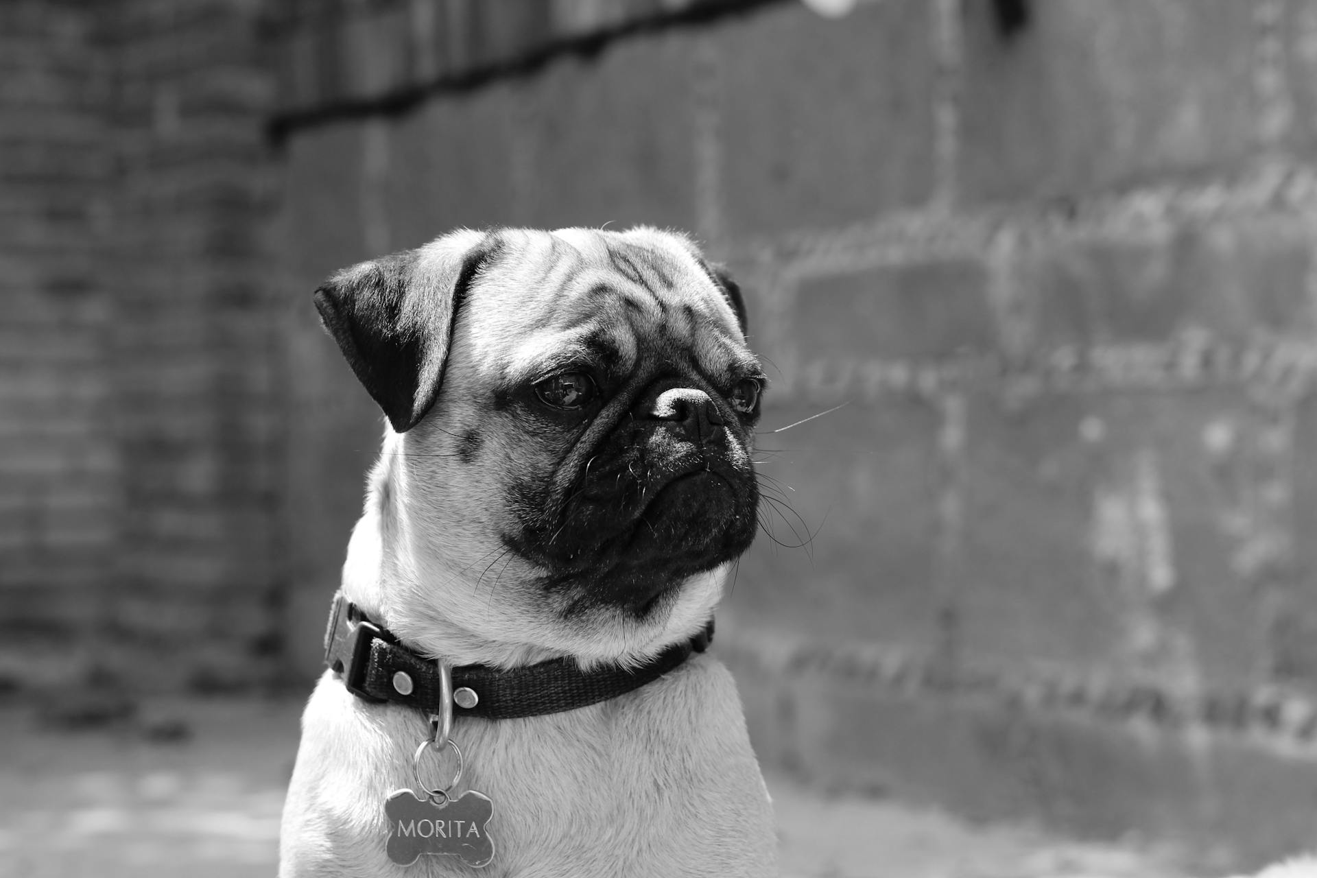 Black and White Portrait of Pug