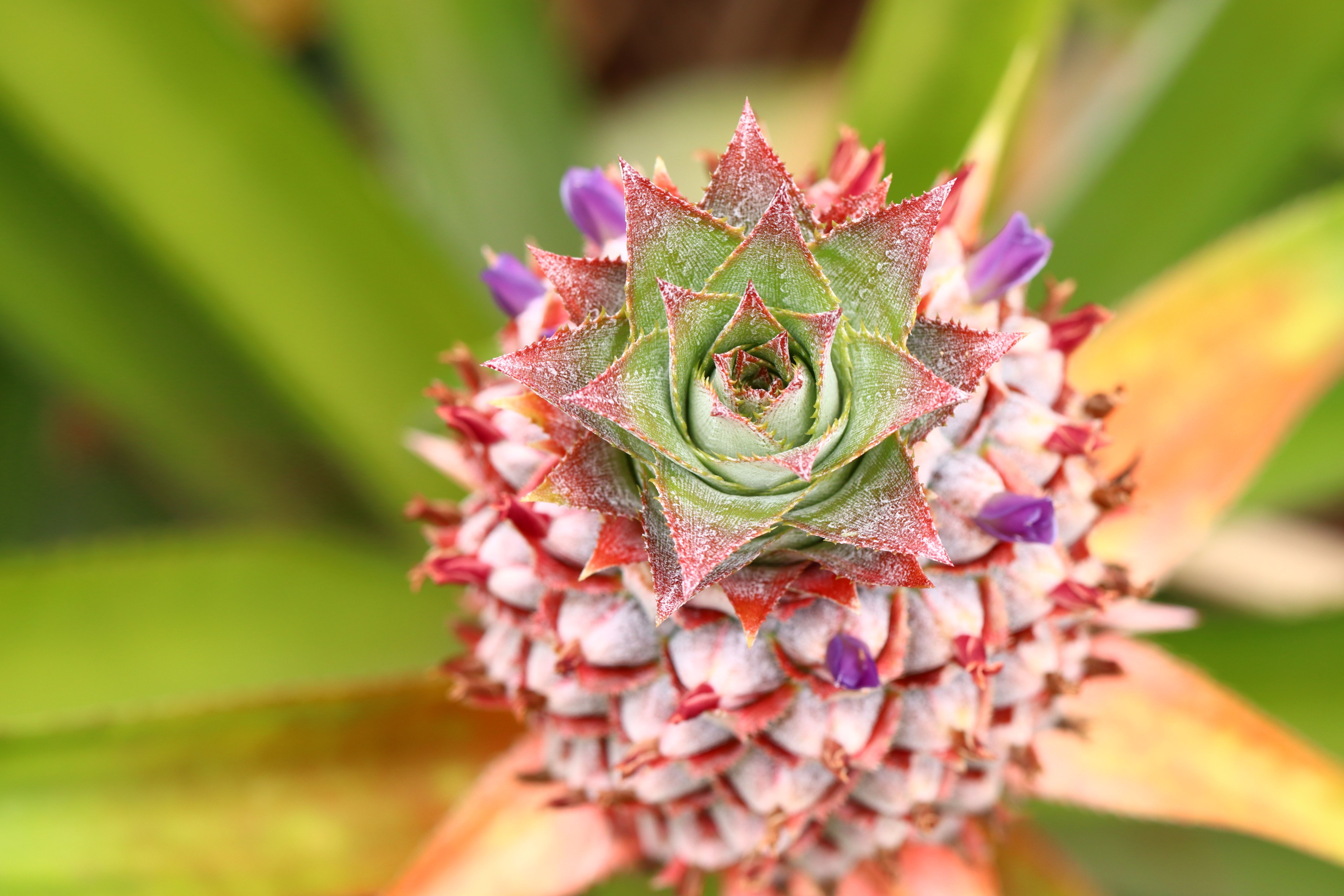 Pineapple Flower