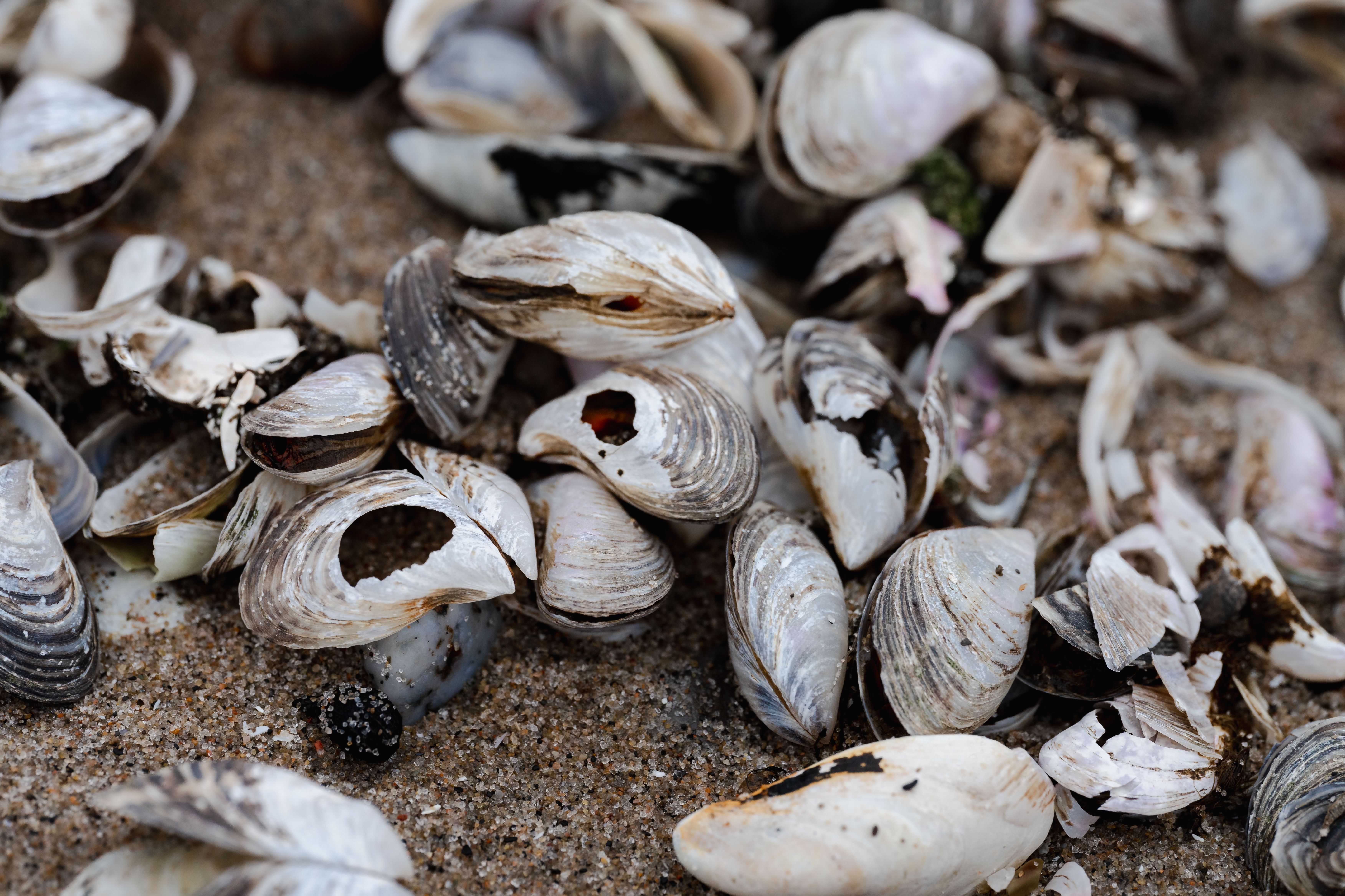 Guide complet des coquillages : choix et préparations