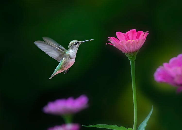 Bird Hovering Beside A Flower