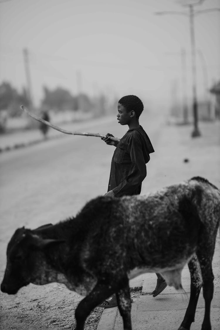 Boy With Cattle On Street