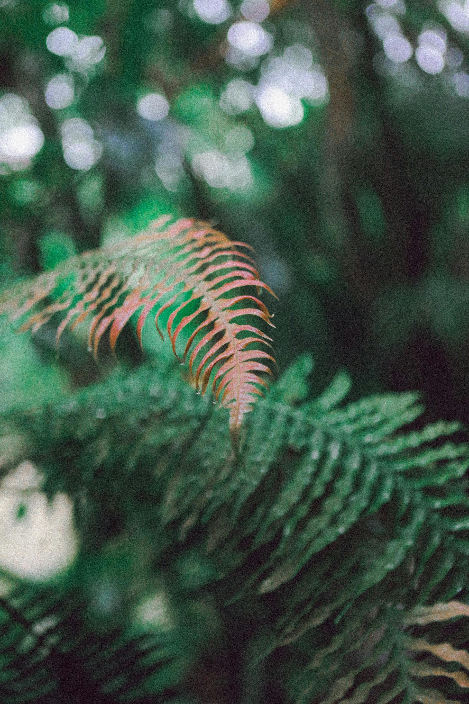 Fern Pako Plant - Urban Goes Green Plant Guide