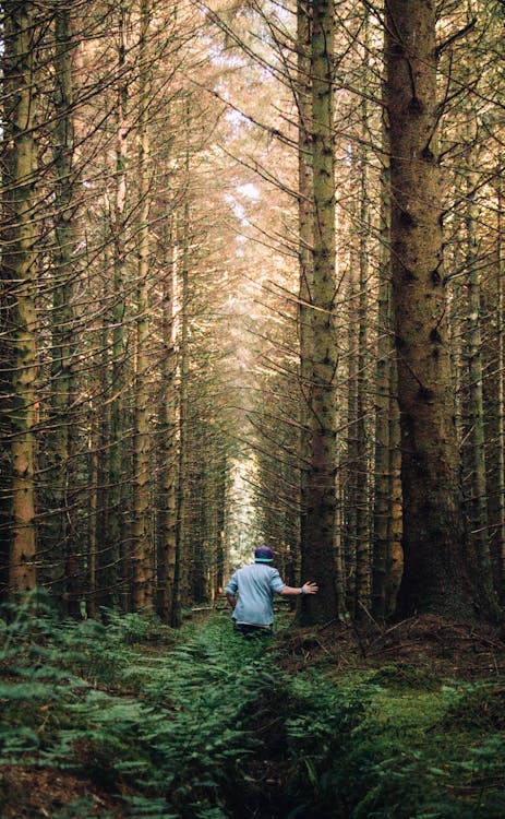 Man in a Forest