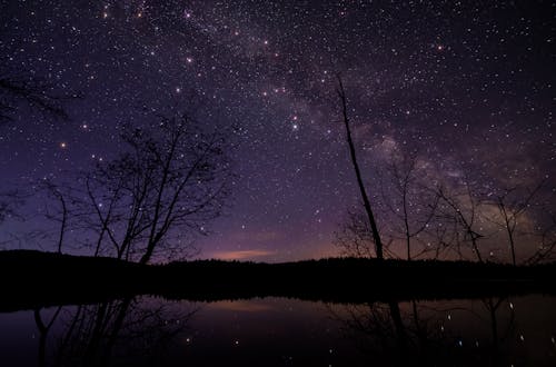 星空の下の葉のない木