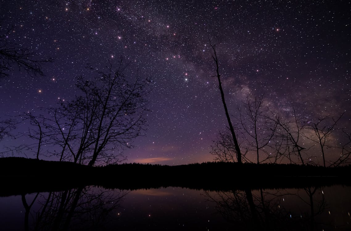 免费 繁星点点的夜空下无叶的树木 素材图片